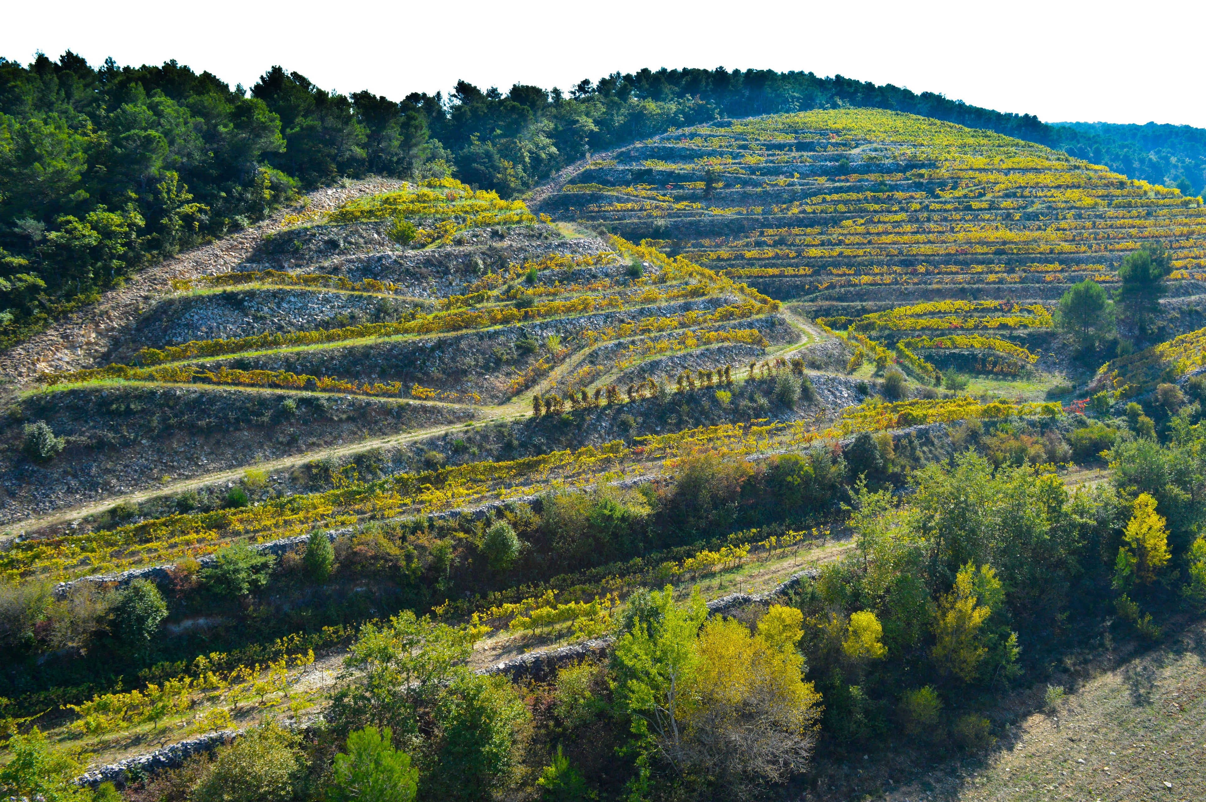 Malmont, Domaine Viticole